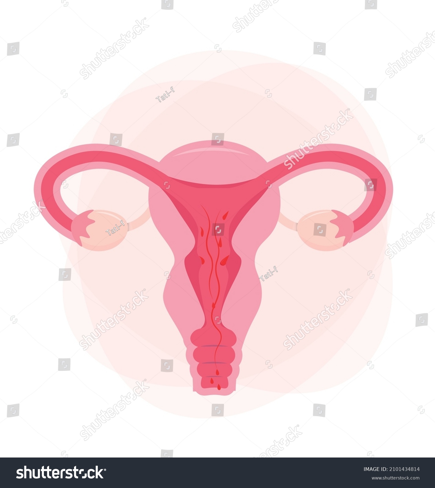 Vektor Stok Human Anatomy Female Reproductive System Female Tanpa