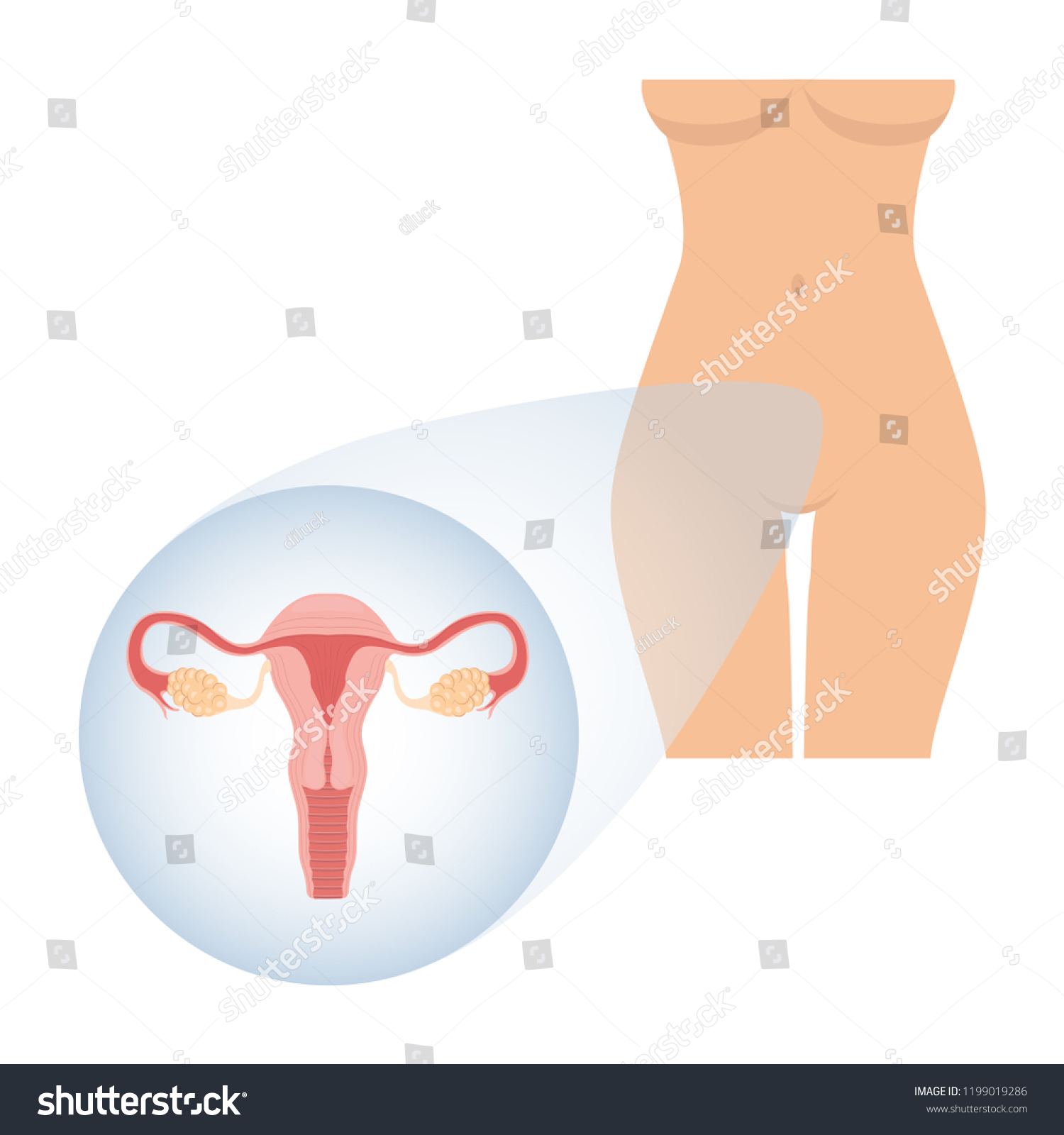 Human Anatomy Female Reproductive System Female Stock Vector Royalty