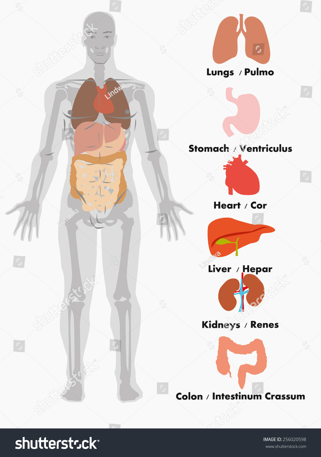 Human Anatomy Man Stock Vector 256020598 - Shutterstock