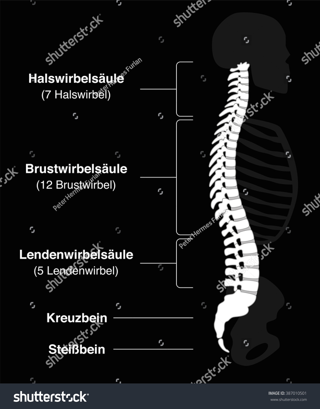 Human Backbone With German Names Of The Spine Sections And Numbers Of