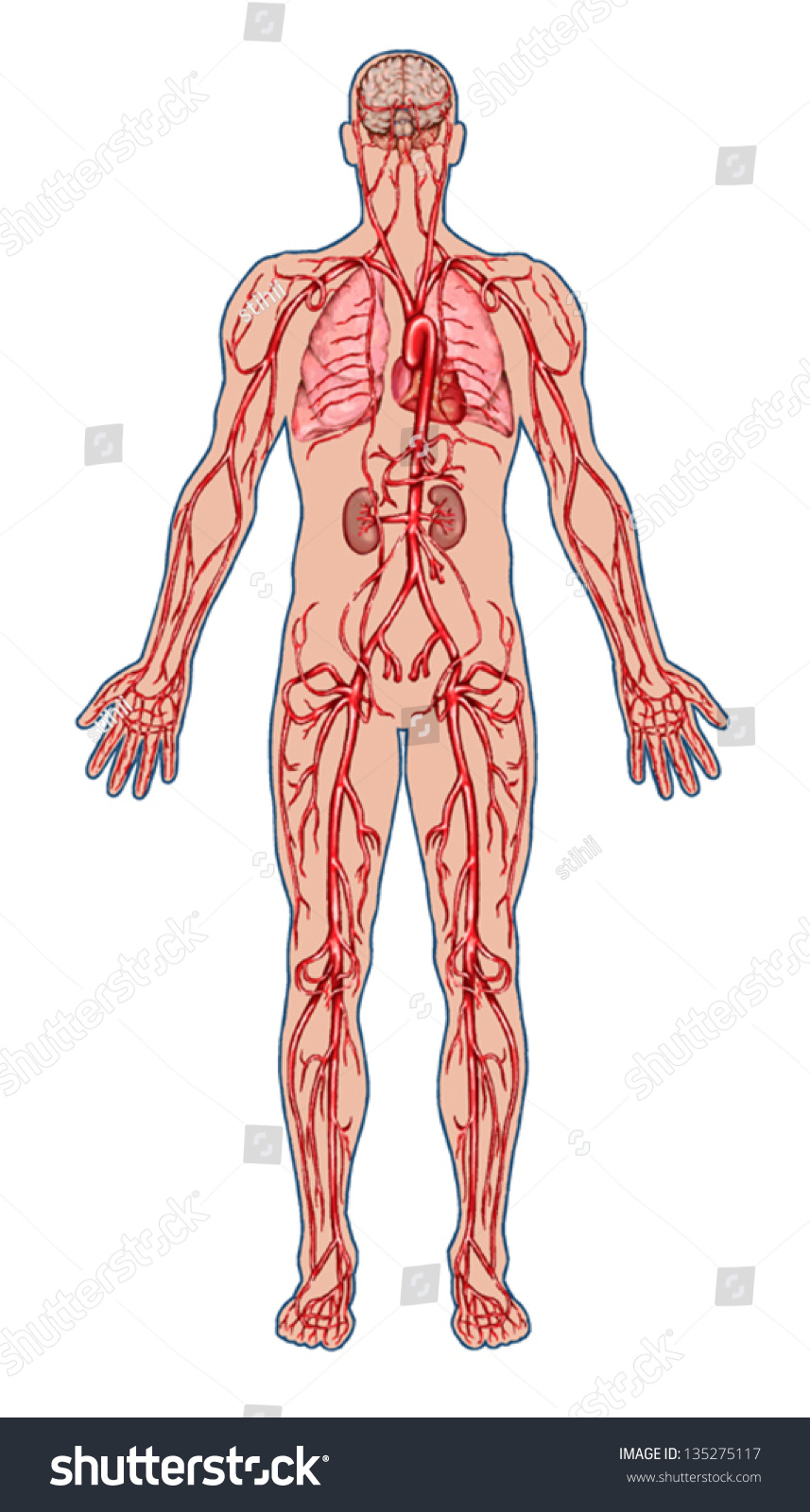 Human Bloodstream Didactic Board Anatomy Blood Stock Vector 135275117