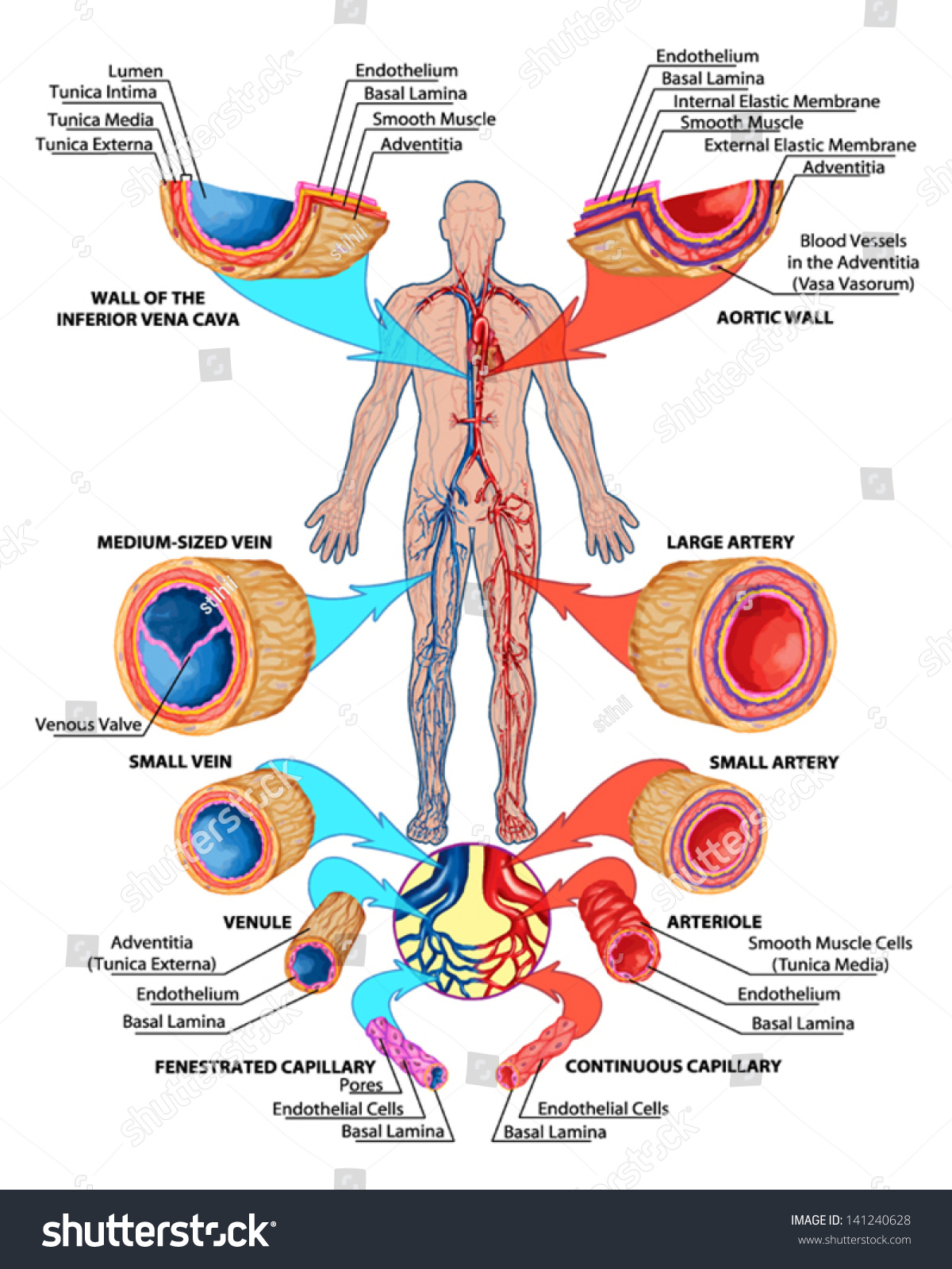 Human Bloodstream Didactic Board Of Anatomy Of Blood System Of Human 