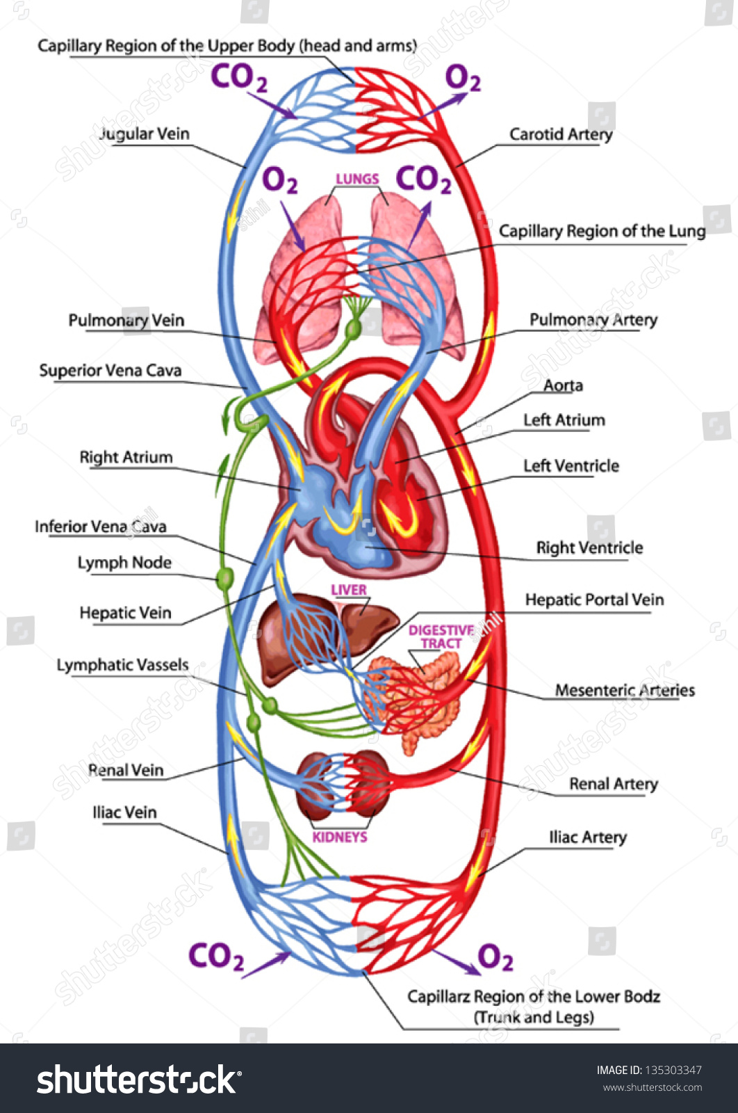 Human Bloodstream Didactic Board Of Anatomy Of Blood System Of Human