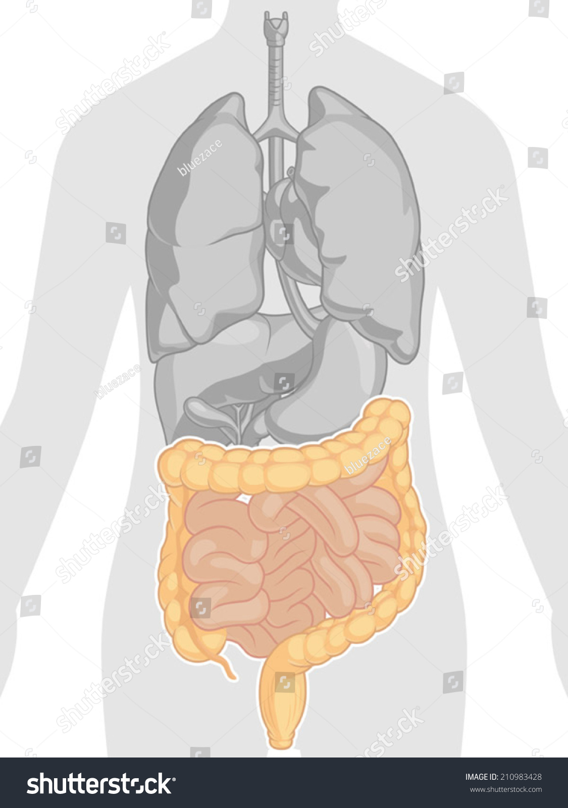 Human Body Anatomy Intestines Stock Vector Royalty Free