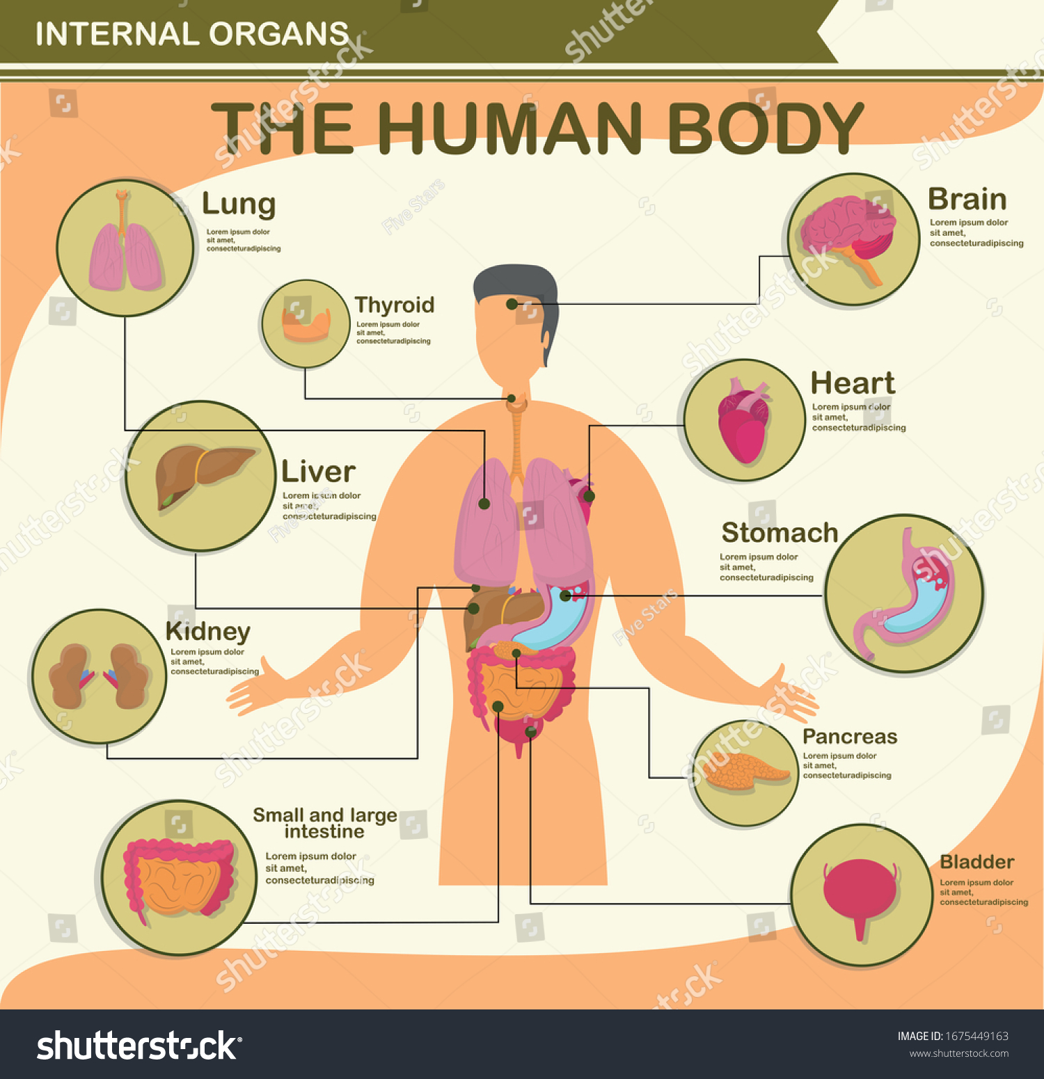 Vektor Stok Human Body Infographic Character Organ Collection Tanpa