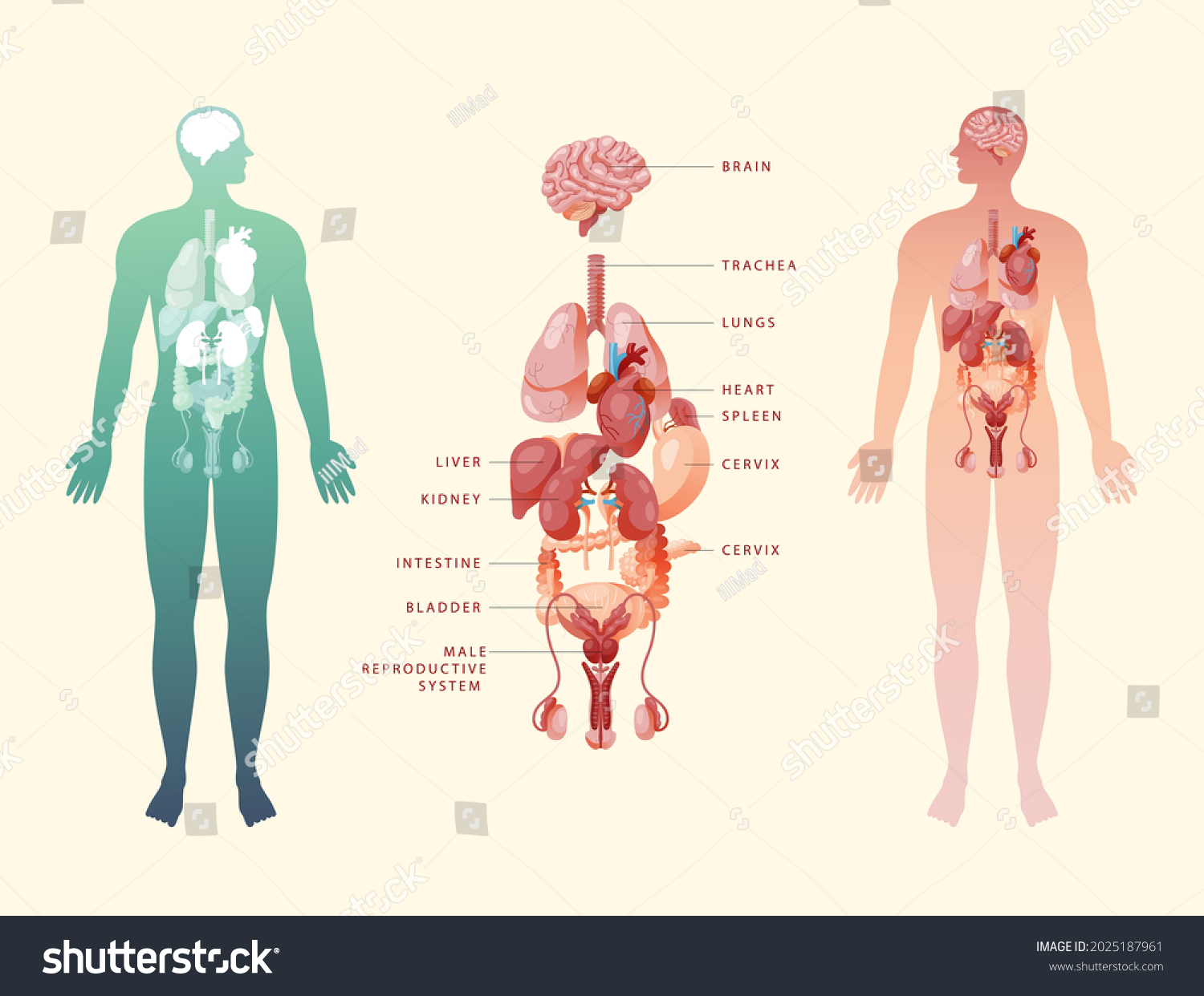 Human Body Internal Organs Schema Flat Infographic Poster With Icon