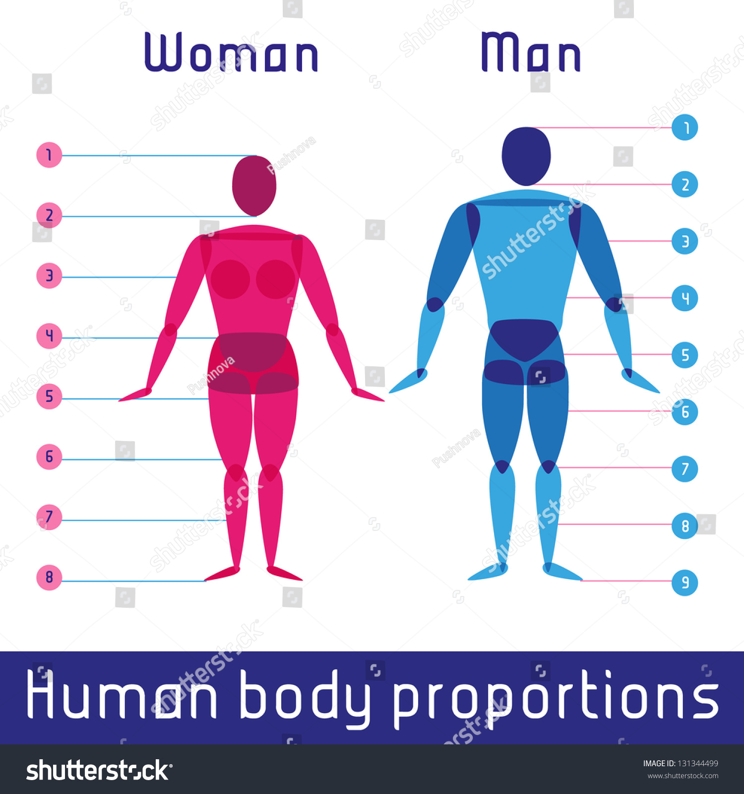 Human Body Measurements And Proportions Stock Vector Illustration