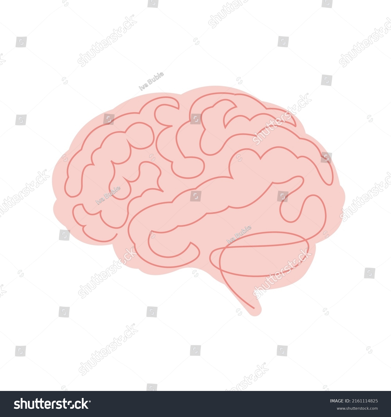 Human Brain Internal Organ Anatomy Vector Stock Vector Royalty Free