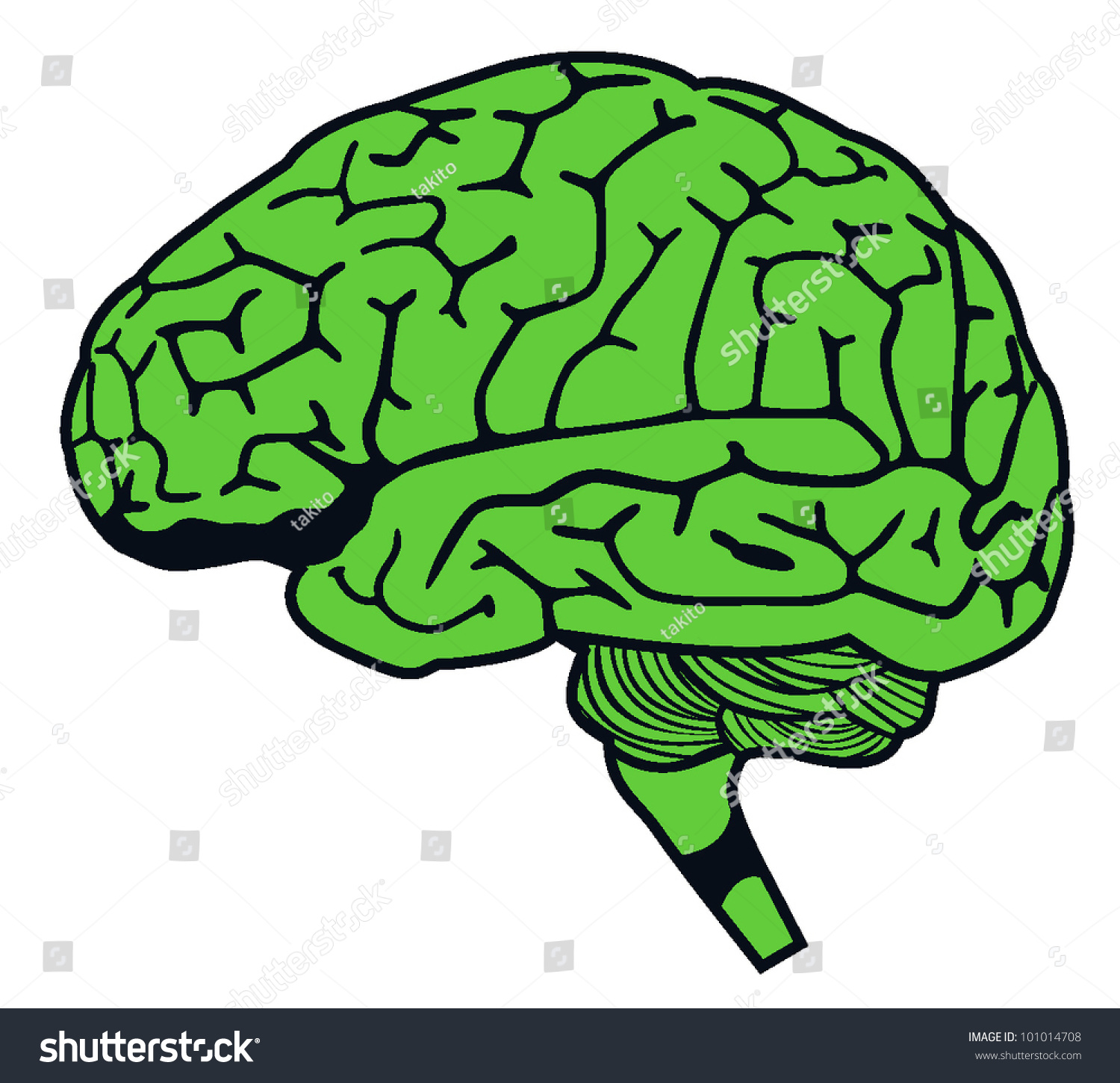 Human Brain On White Background Vector Stock Vector 101014708