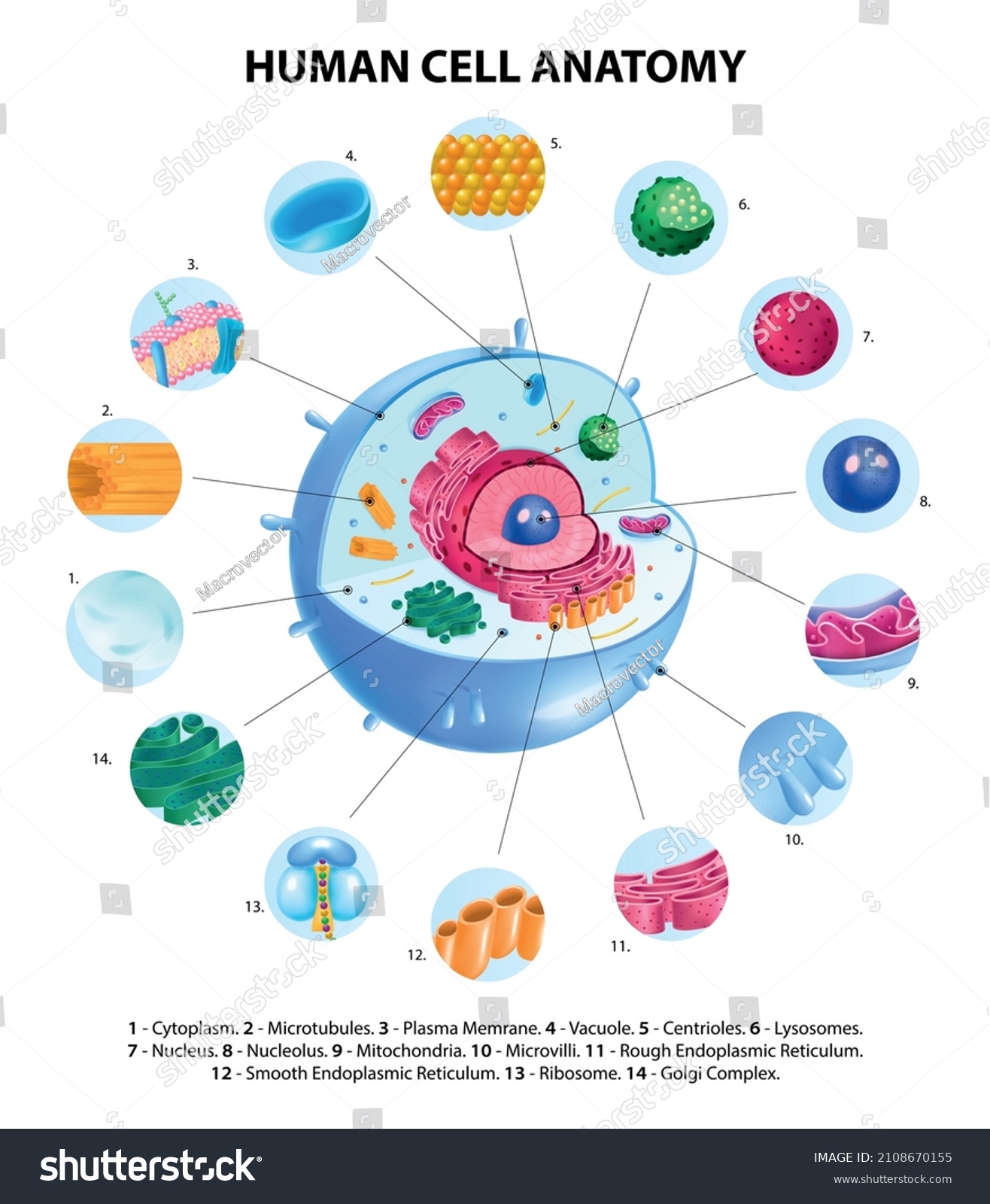 Anatomía de células humanas infografías realistas vector de stock