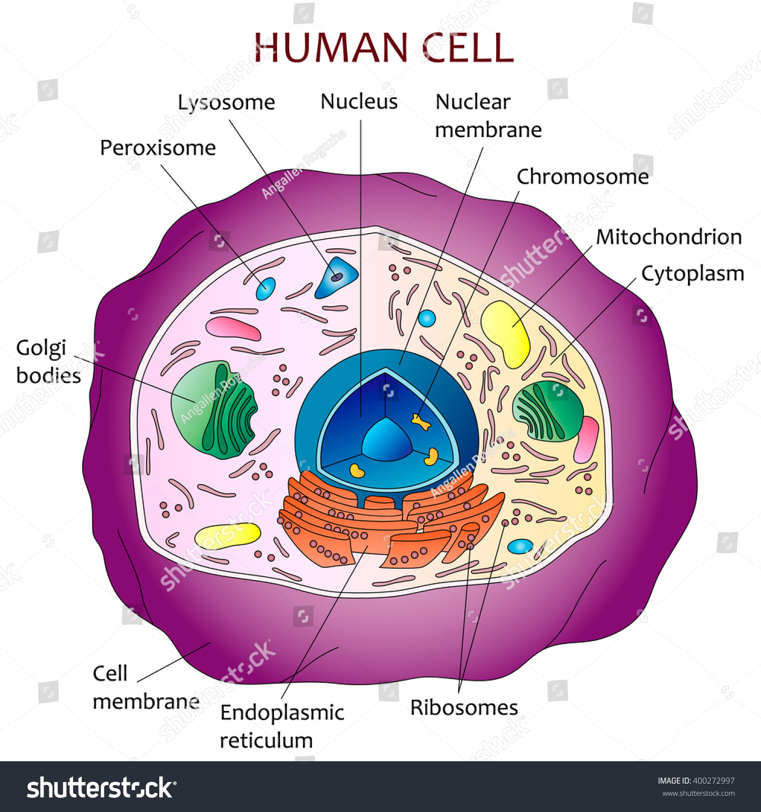 Human Cell Diagram Stock Vector 400272997 : Shutterstock