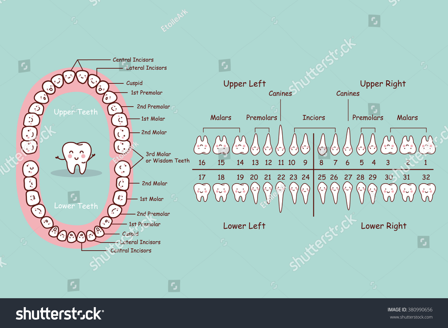 human dental anatomy permanent tooth cartoon chart great for health dental care concept human dental anatomy permanent tooth cartoon chart great for health dental care concept