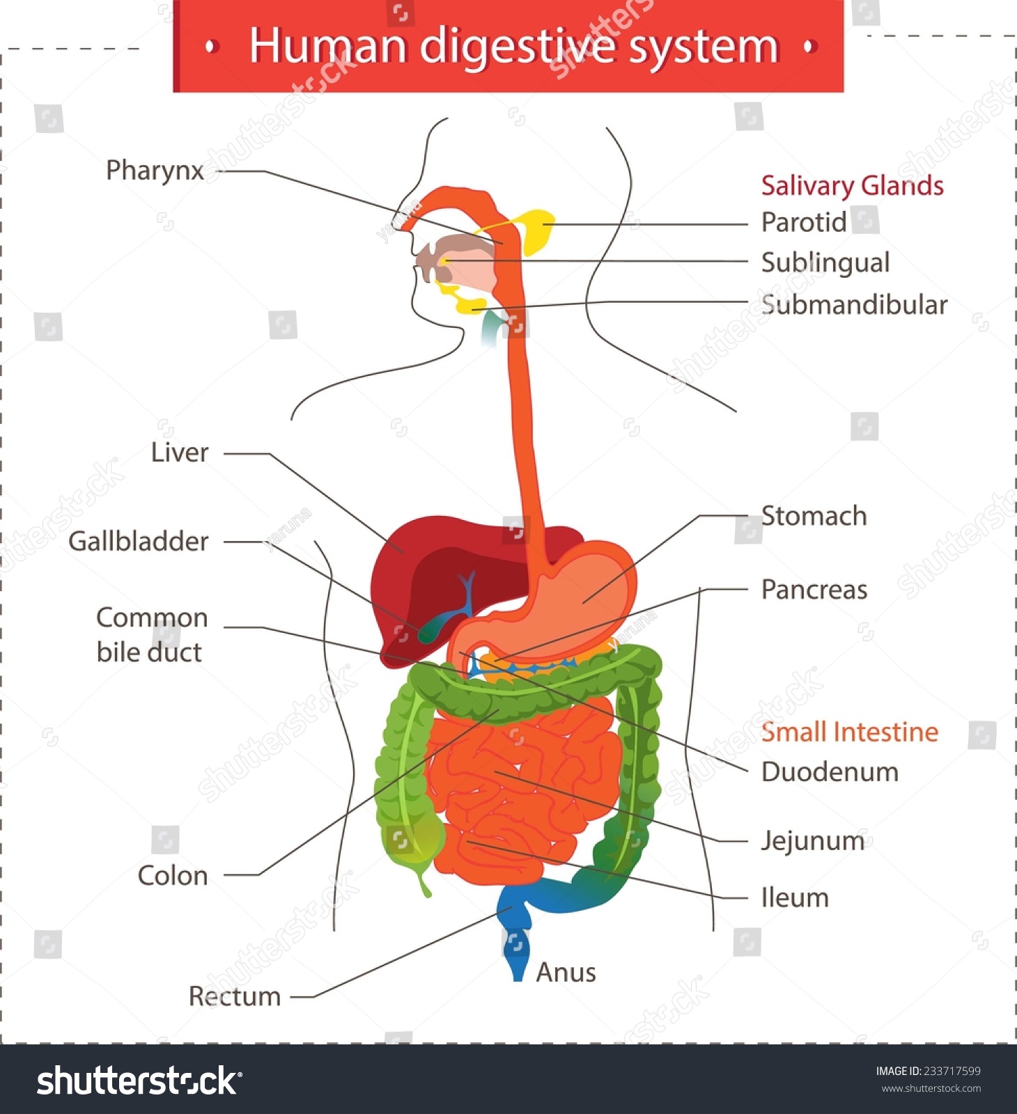 Human Digestive System. Stock Vector Illustration 233717599 : Shutterstock
