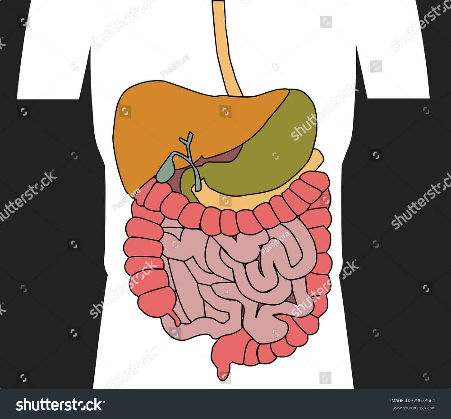 Human Digestive System Stock Vector Shutterstock