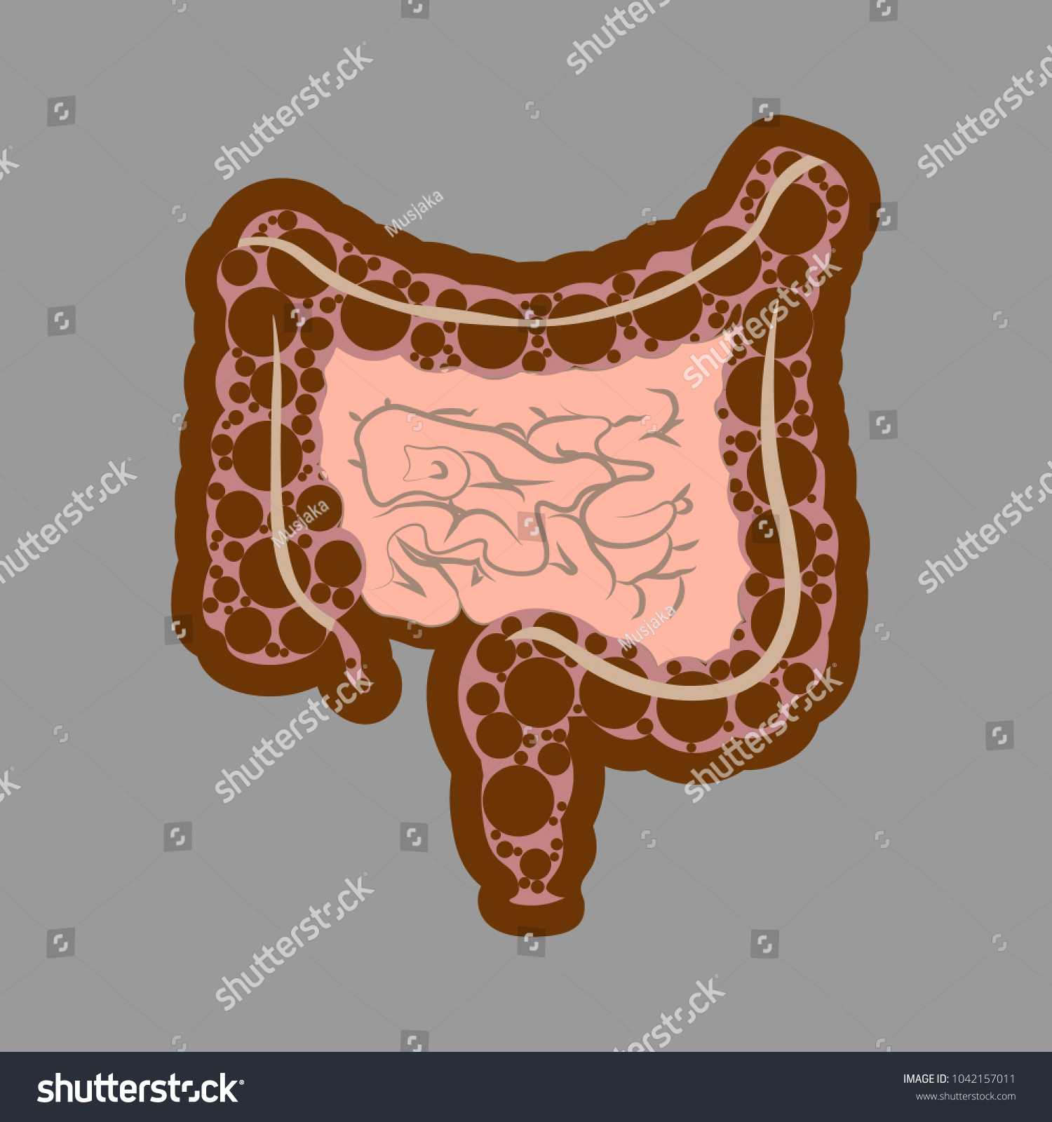 Human Digestive System Intestines Gut Anatomy Stock Vektorgrafik Lizenzfrei