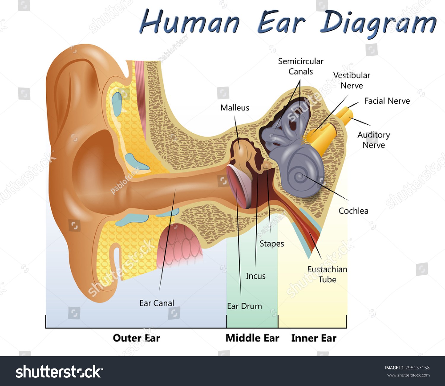 Human Ear Diagram Stock Vector 295137158 : Shutterstock