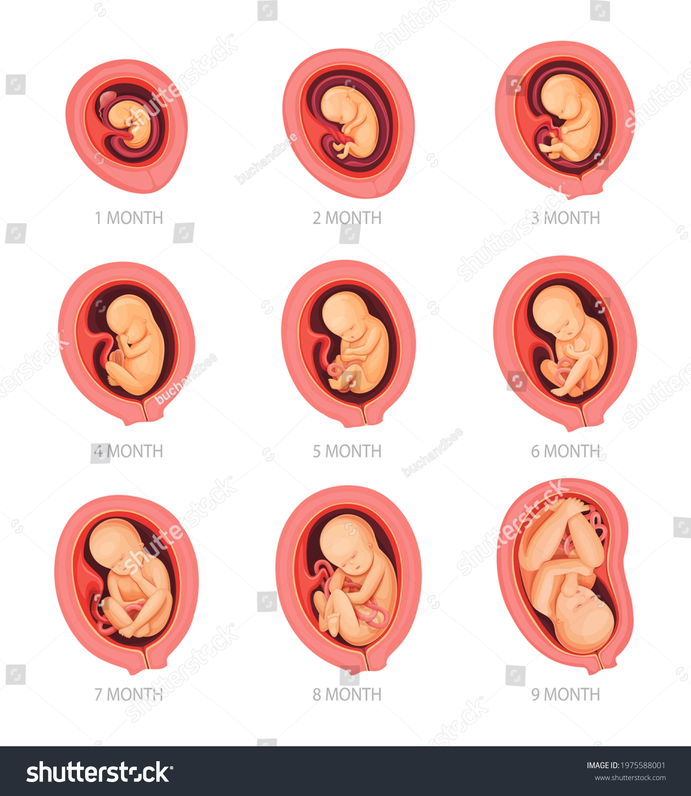 Human Embryo Development Stages Pregnancy Fetus Stock Vector Royalty