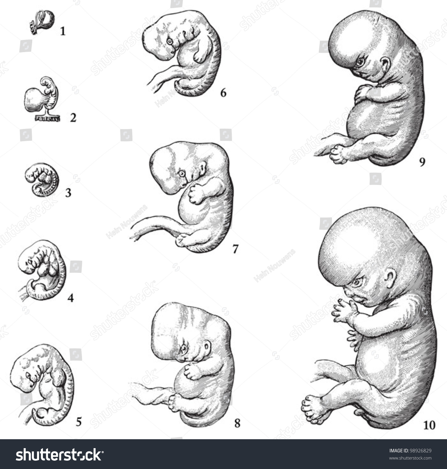 Pictures Of A Growing Human Embryo 121