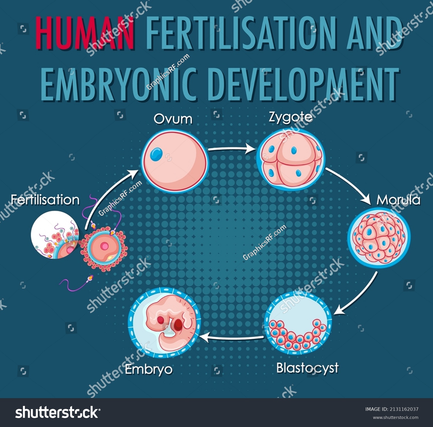 Human Fertilisation Embryonic Development Human Infographic Stock Vector Royalty Free