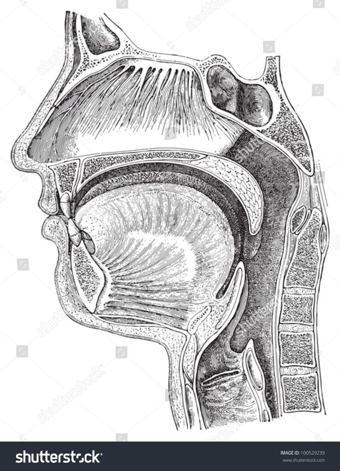 New Throat Drawing Sketch for Adult