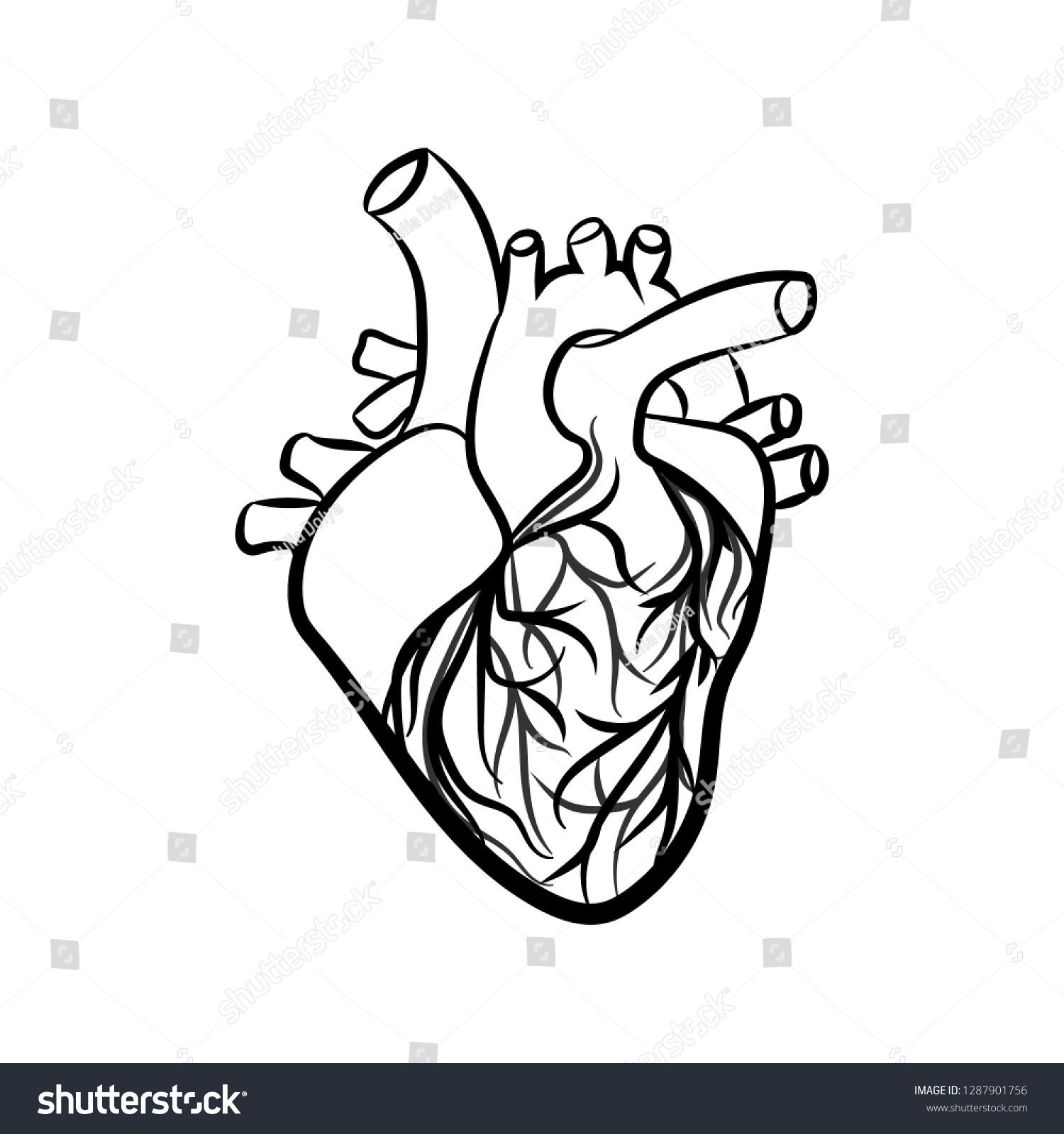 Human Heart Anatomically Correct Hand Drawn Vector De Stock Libre De