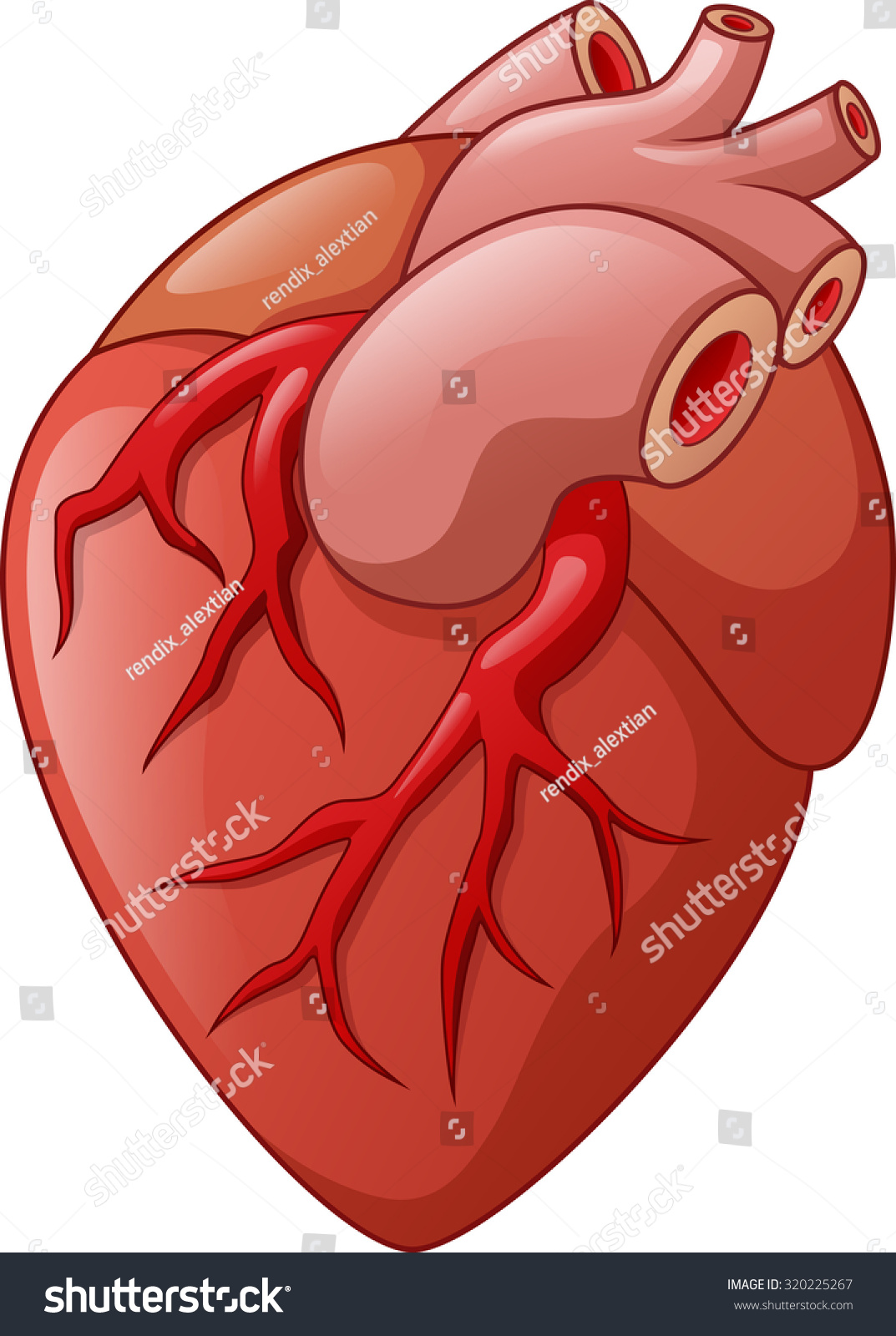 Human Heart Cartoon Illustration - 320225267 : Shutterstock