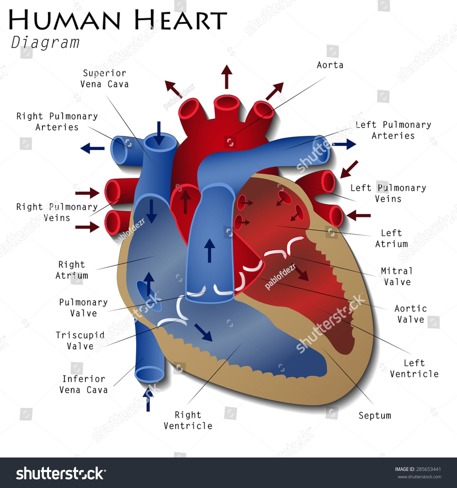 Human Heart Diagram Stock Vector 285653441 - Shutterstock