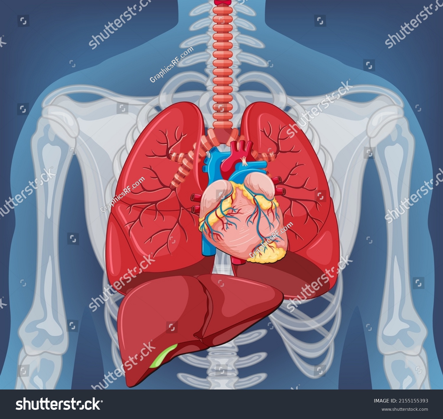 Human Internal Organ Lungs Illustration Stock Vector Royalty Free