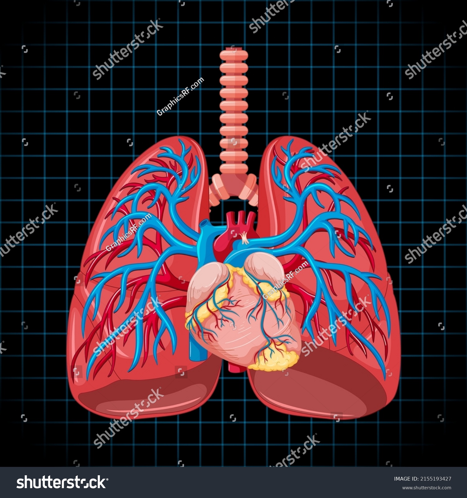 Human Internal Organ Lungs Illustration Stock Vector Royalty Free Shutterstock