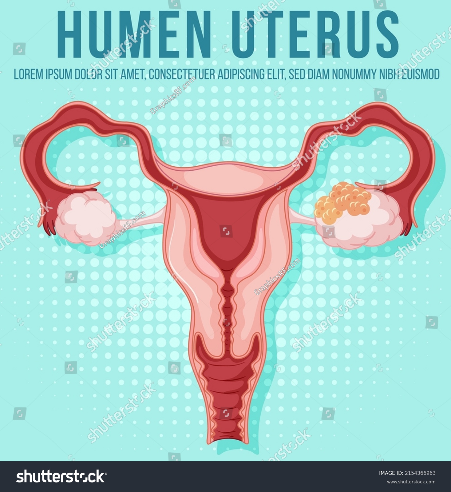 Human Internal Organ Uterus Illustration Stock Vector Royalty Free