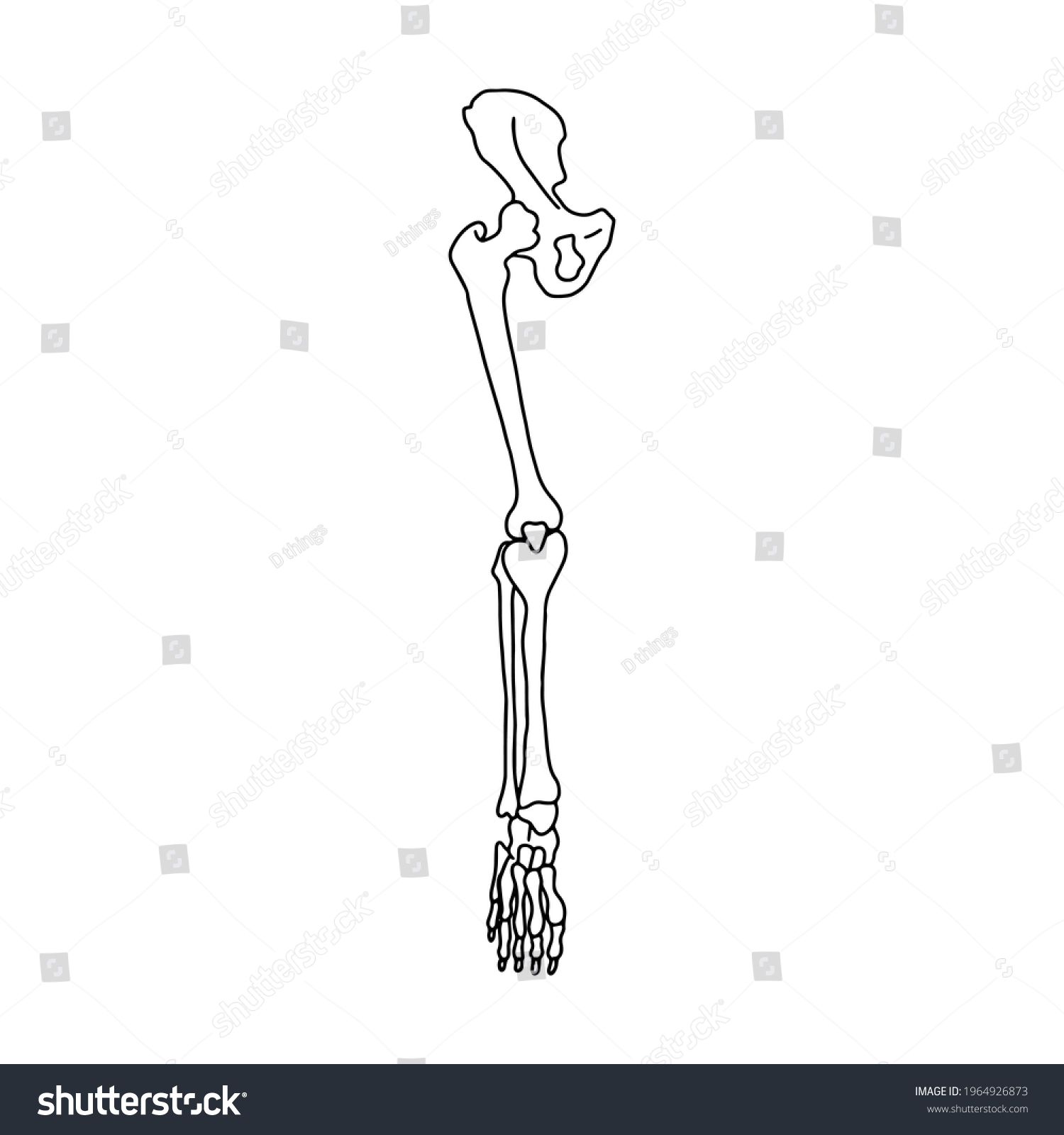 Human Leg Bones Human Anatomy Vector Shutterstock