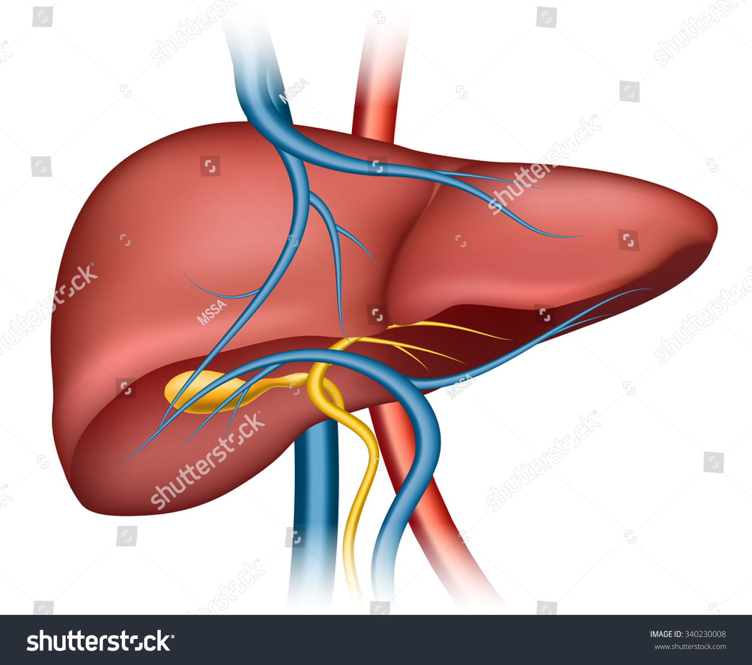 Human Liver Structure Organ Human Medical Stock Vector 340230008