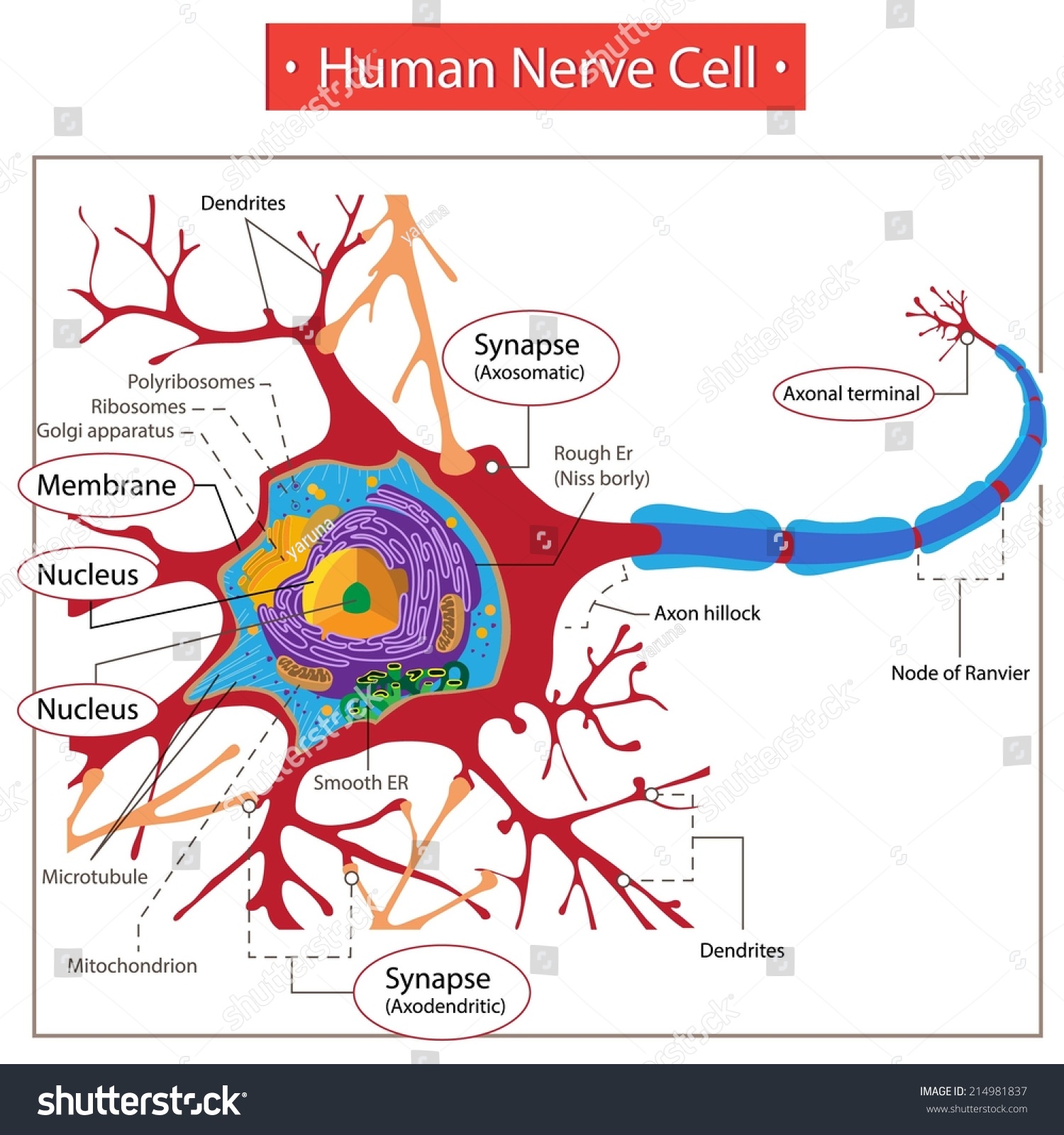 Human Nerve Cell. Stock Vector 214981837 : Shutterstock