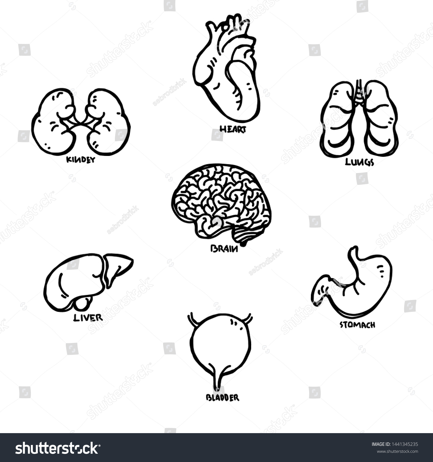 Human Organs Collection Sketch Image Vector Vector De Stock Libre De Regal As