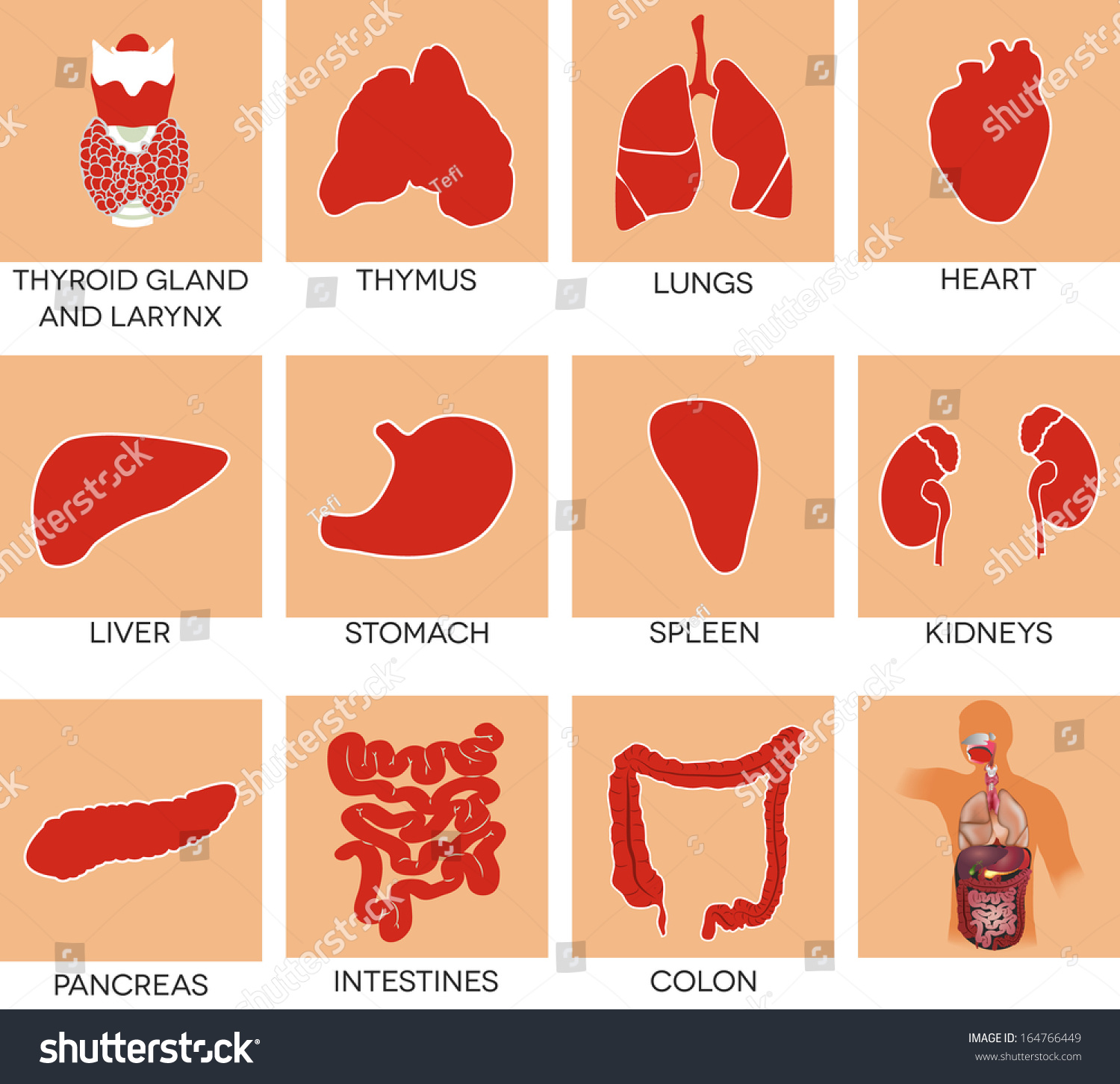 Human Organs Heart Liver Kidneys Stomach Stock Vector