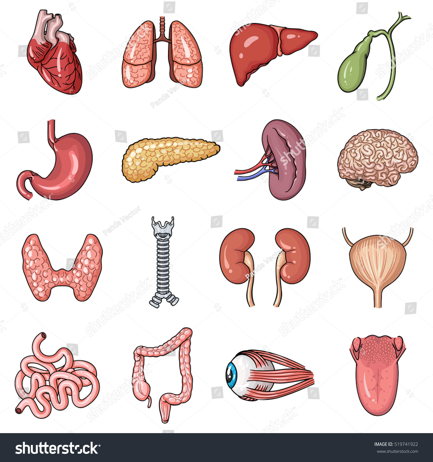 Human Organs Set Icons In Cartoon Style Big Collection Of Human Organs