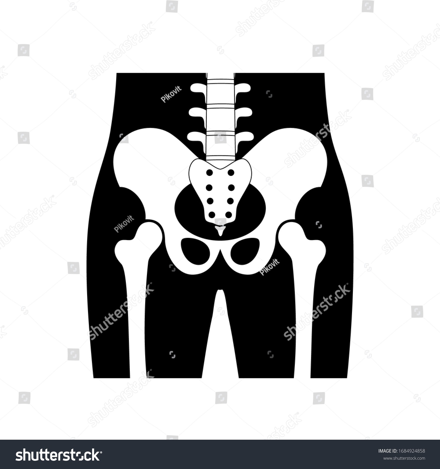 Anatomie Du Bassin Humain Os Du Image Vectorielle De Stock Libre De