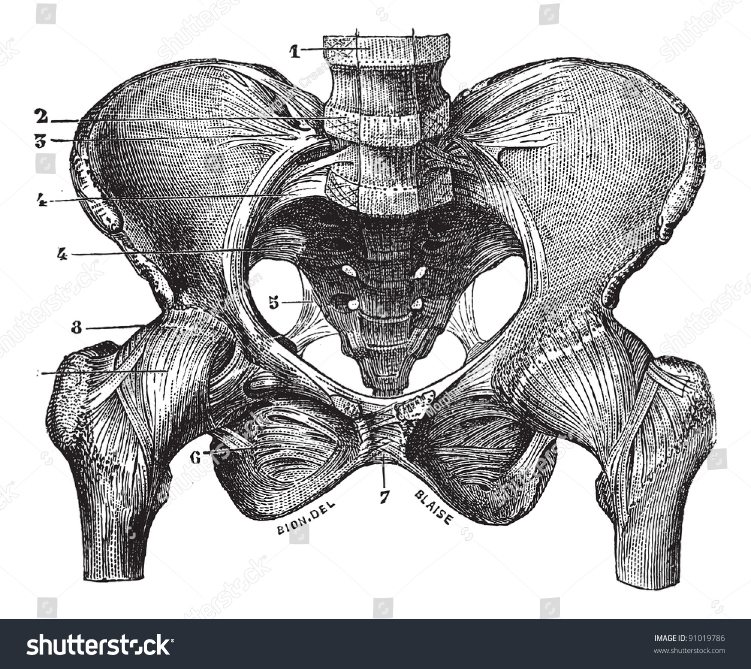 Human Pelvis Skeleton With Ligaments Front View Vintage Engraved Illustration Usual Medicine