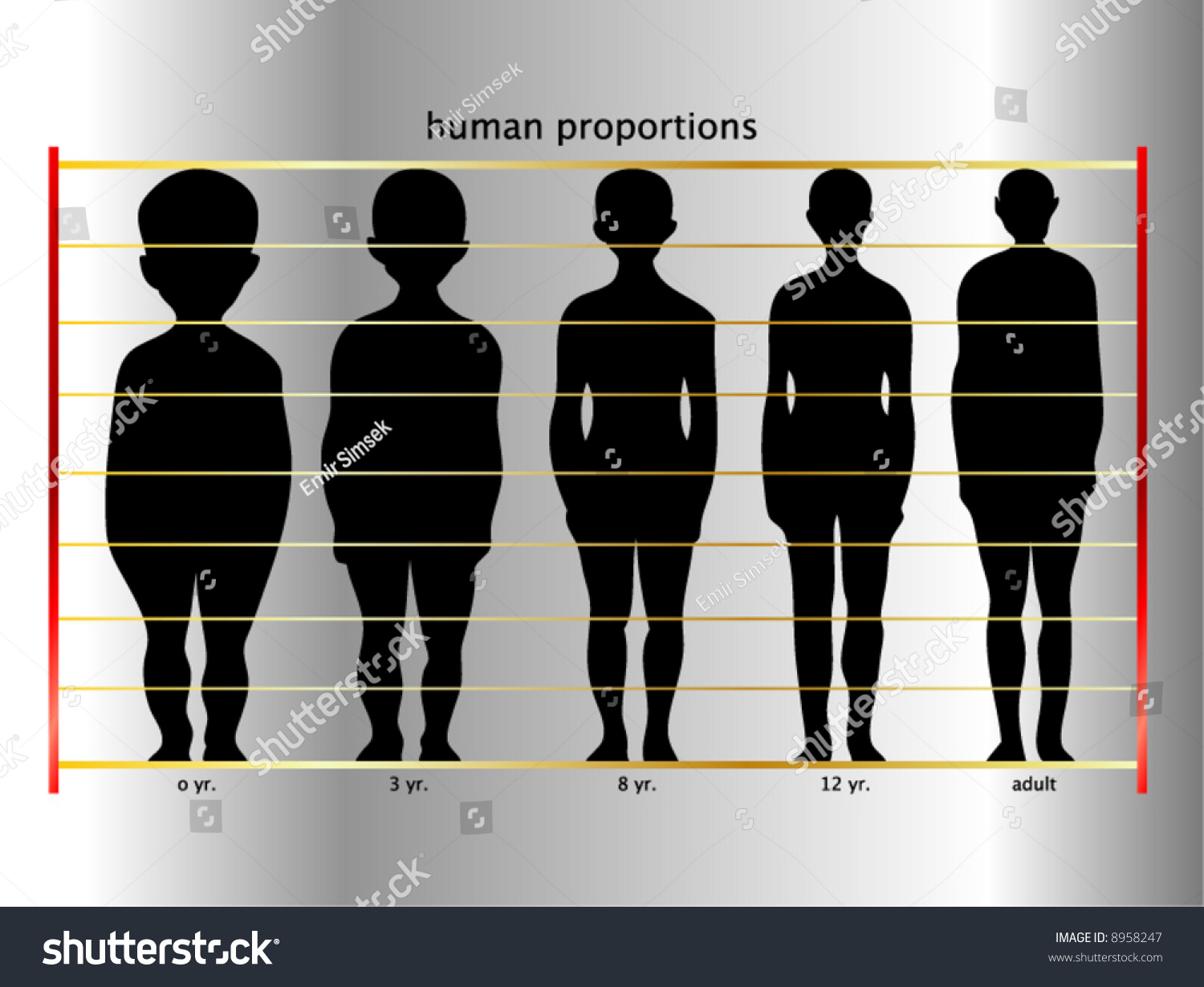 human proportions