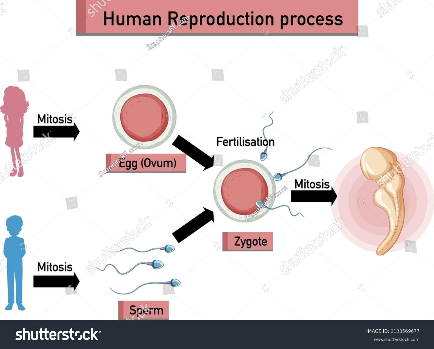Human Reproduction Process Infographic Illustration Stock Vector Royalty Free