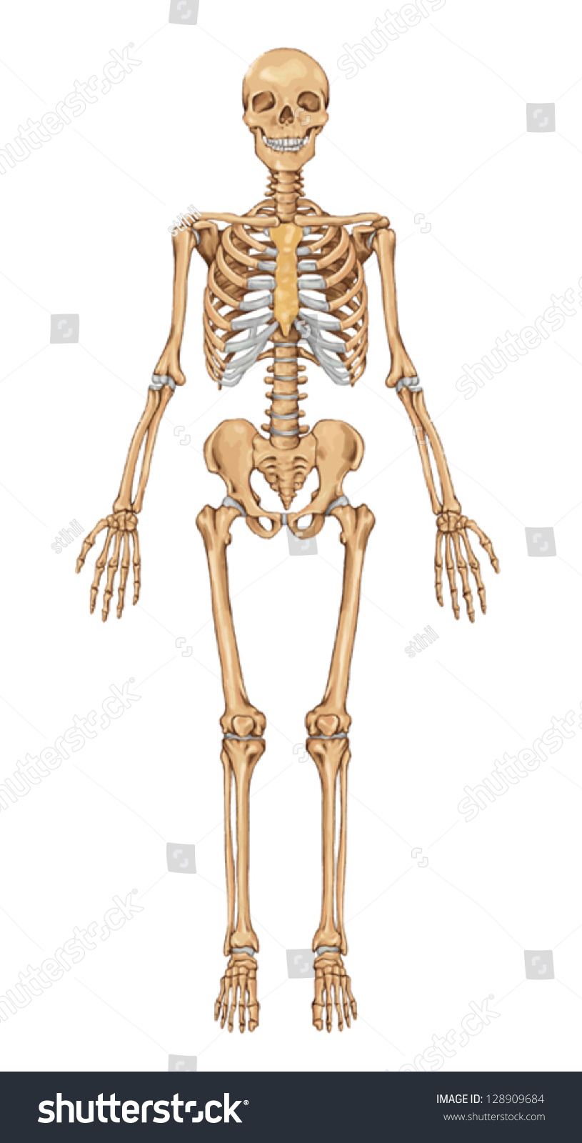 Stock Vektor Human Skeleton Anterior View Didactic Board Bez