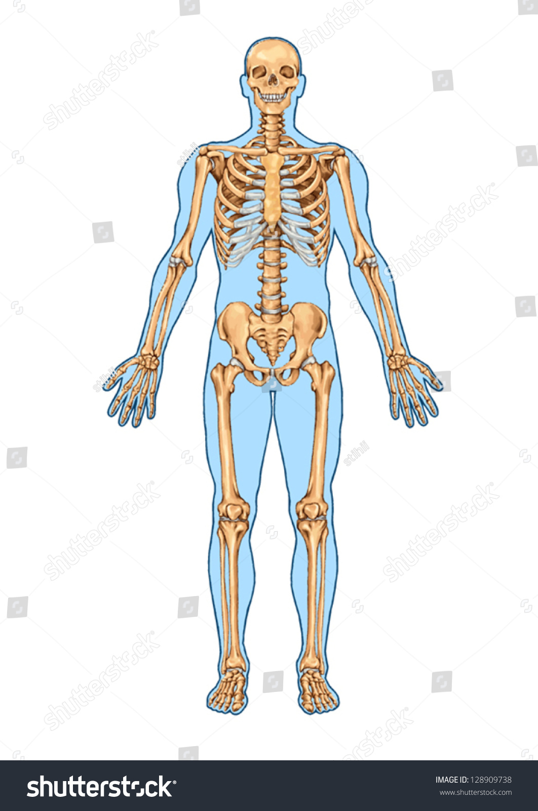 Human Skeleton Anterior View Didactic Board Stock Vector Royalty Free