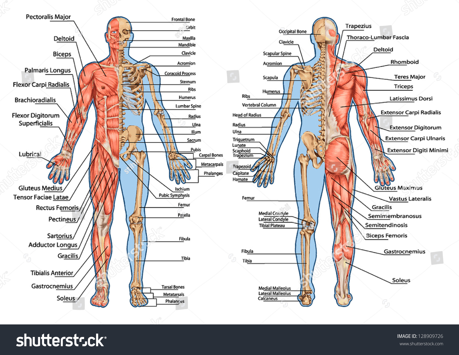 Human Skeleton From The Posterior And Anterior View Didactic Board Of