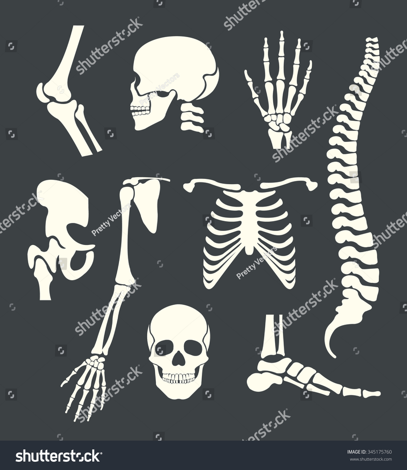 stock-vector-human-skeleton-vector-white-illustration-set-345175760.jpg