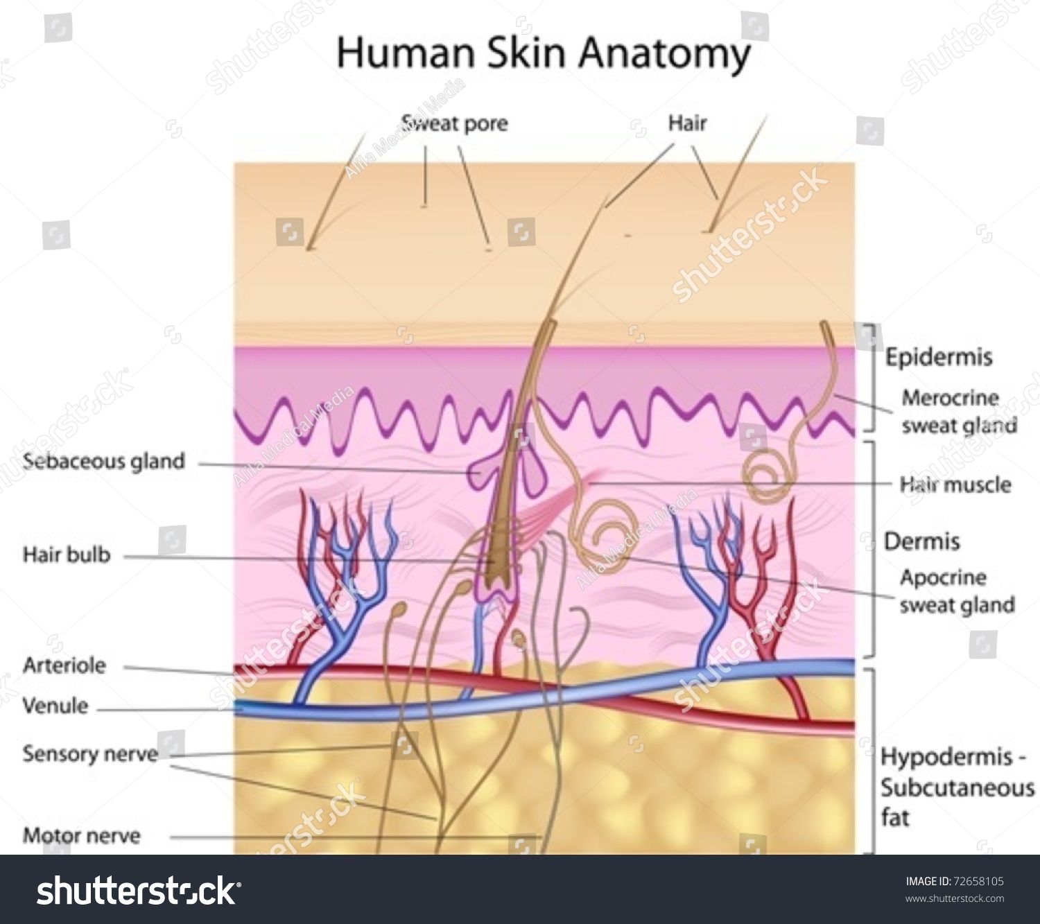Labelled Pictures Of Human Skin - The Skin Series Part I - Functions