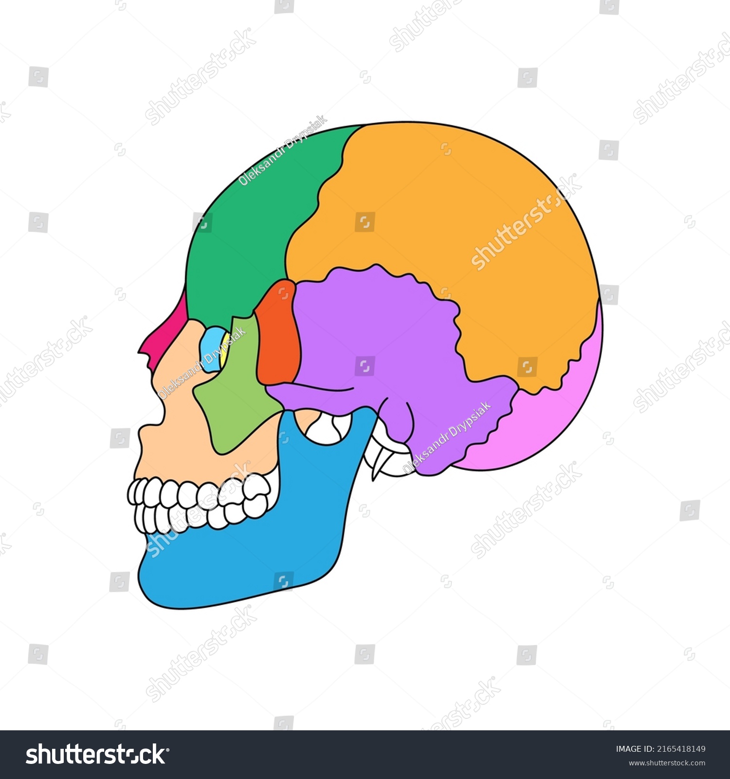 Human Skull Bones Anatomy Colored Cranial Stock Vector Royalty Free