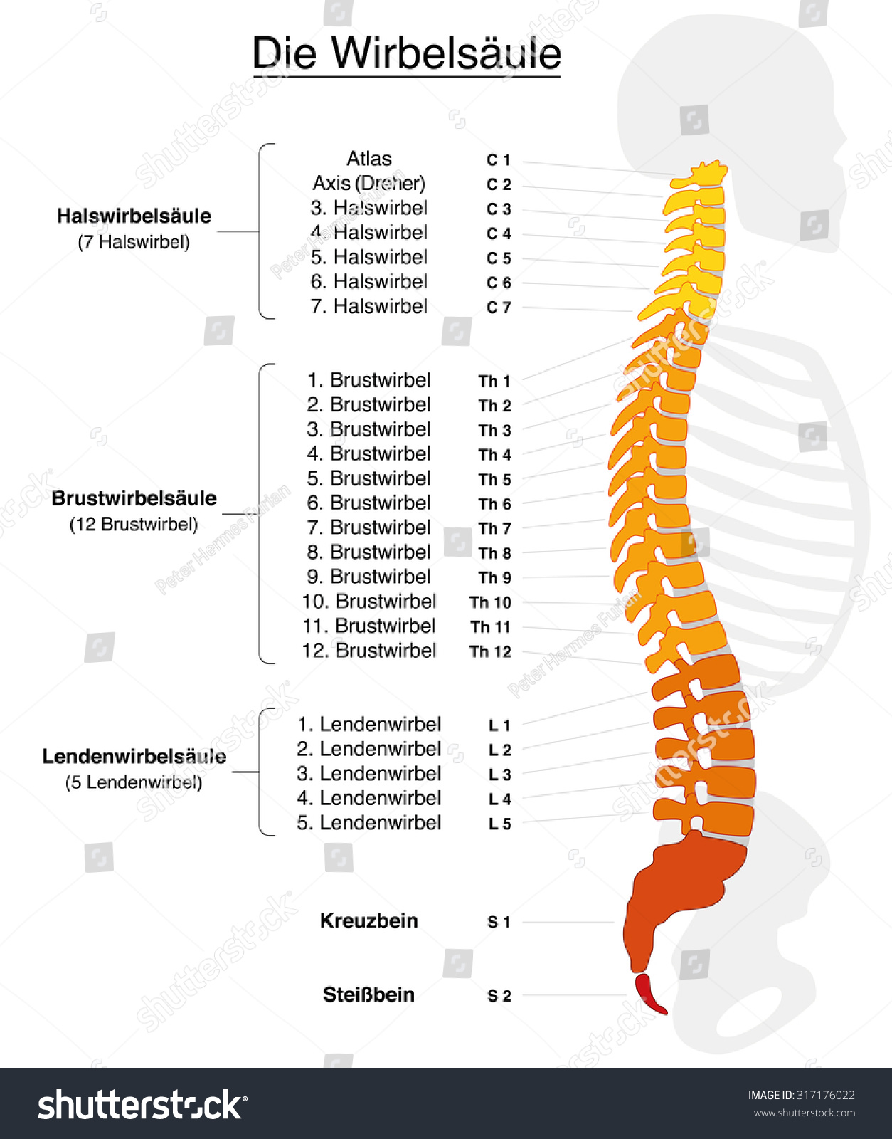 Human Spine Names Numbers Vertebras German Stock Vector 317176022
