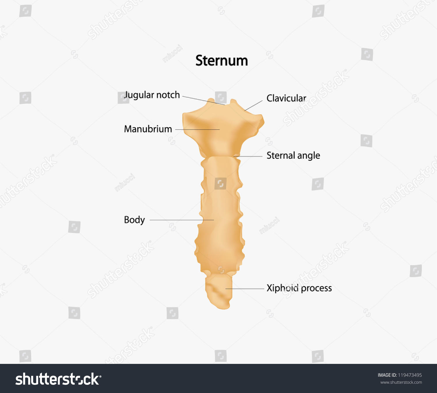 Human Sternum Stock Vector Illustration 119473495 : Shutterstock