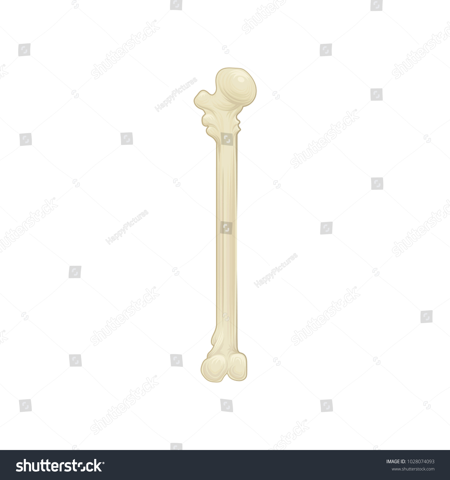 Humeral Upper Extremity Long Bone Arm Vector có sẵn miễn phí bản quyền Shutterstock