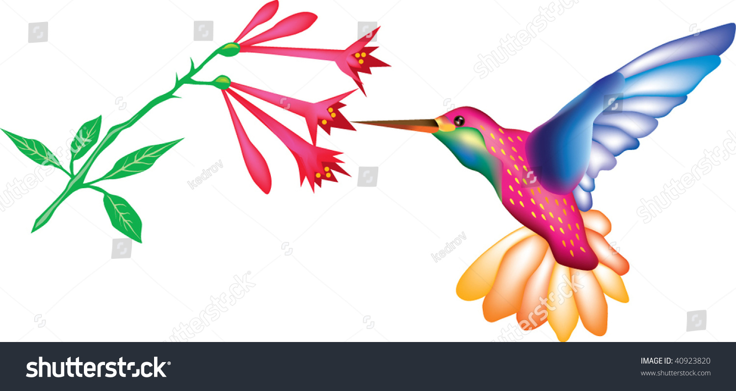 Hummingbird Flowers Stock Vector 40923820 - Shutterstock